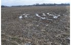 Property photo 14 - East Allen County Land Auction - 40 Acres in 2 Tracts